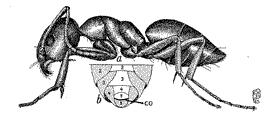 T. sessile side view