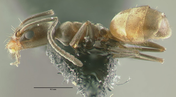 Forelius pruinosus side view