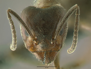 Cspecies head view