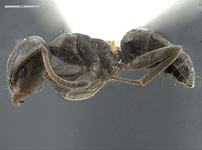 Liometopum luctuosum side view