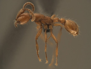 Neivamyrmex opacithorax worker