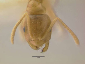 Brachymyrmex depilis frontal view