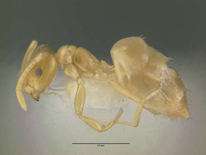 Brachymyrmex depilis side view