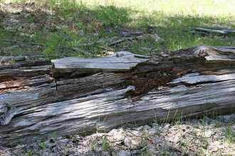 a nest in downed wood