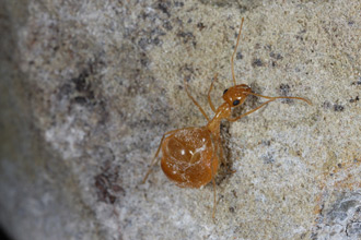 Myrmecocystus testaceus replete