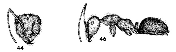 head and side view drawing of mendax worker