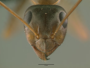 Formica gnava head view