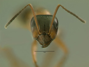 Formica neorufibarbis head view