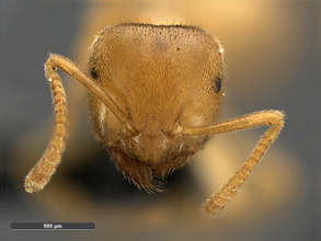 Lasius fallax head view