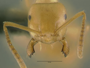 Lasius humilis head view