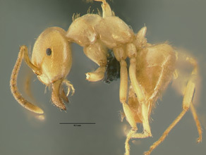 Lasius humilis, side view