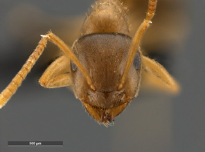 Lasius sitiens head view