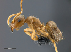 Lasius sitiens, side view