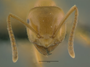 Lasius subumbratus side view