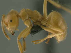 Lasius subumbratus, side view