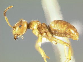 Lasius umbratus, side view