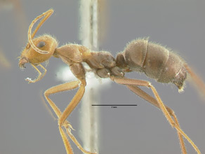 Myrmecocystus mendax, side view