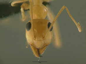 Myrmecocystus mexicanus head view