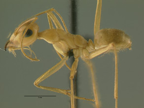 Myrmecocystus mexicanus side view