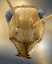 Myrmecocystus navajo head view