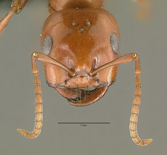 Polyergus breviceps head view