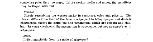 species description for Camponotus modoc (second page)