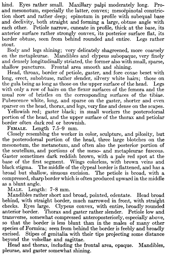 the original species description for Formica perpilosa (second page)