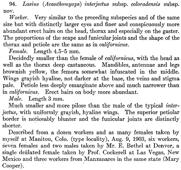 the original species description for Lasius coloradensis (first page)