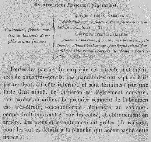 the original species description for Myrmecocystus mexicanus (first page)