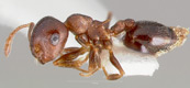 Crematogaster larreae side view