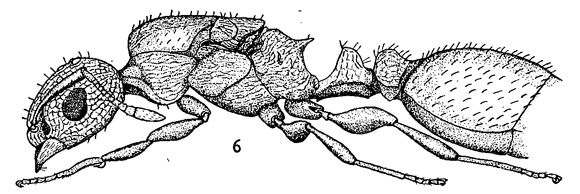 Temnothorax silvestrii queen