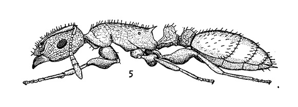 Temnothorax silvestrii worker