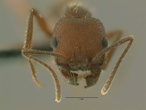 Messor lobognathus head view