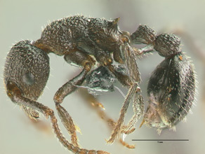 Myrmica rugiventris worker