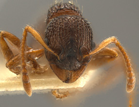 Myrmica tahoensis head view