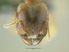 Pheidole bicarinata major head view