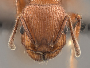 Pogonomyrmex imberbiculus head view