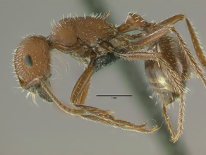 Pogonomyrmex occidentalis side view, worker