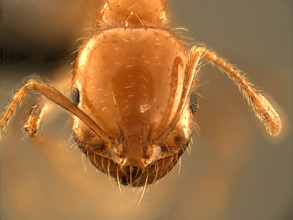 Solenopsis xyloni head view