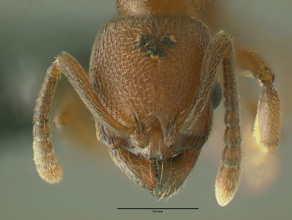 Stenamma californicum head view