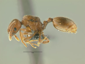 Stenamma californicum side view, worker