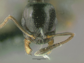 Temnothorax neomexicanus head view