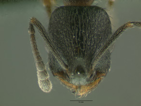 Temnothorax tricarinatus head view