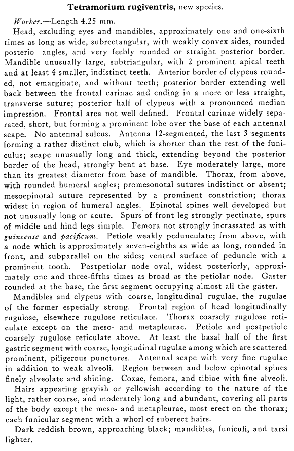 the original species description for Myrmica rugiventris (first page)