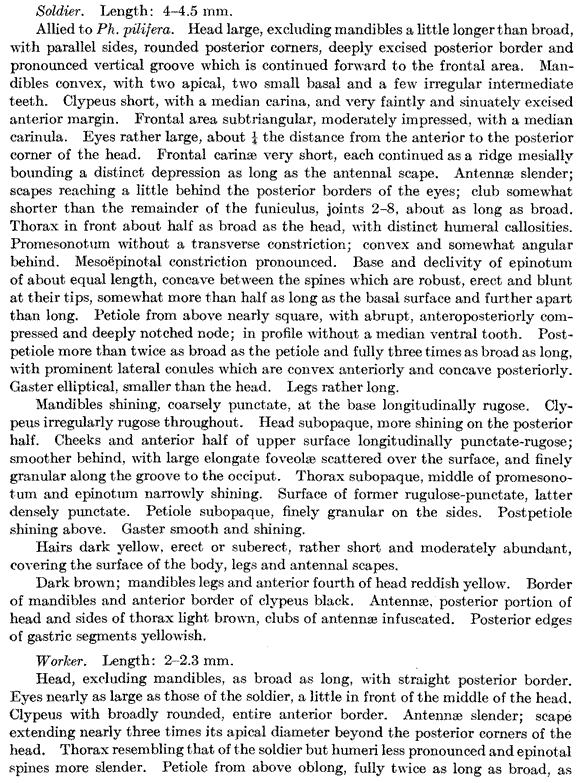 species description for Pheidole coloradensis (first page)