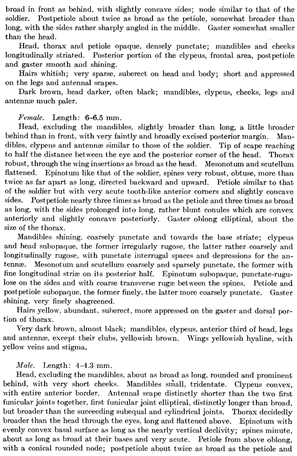 species description for Pheidole coloradensis (second page)