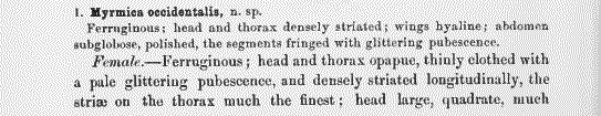 the original species description for Pogonomyrmex occidentalis (first page)