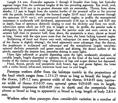 the original species description for Stenamma snellingi (first page)