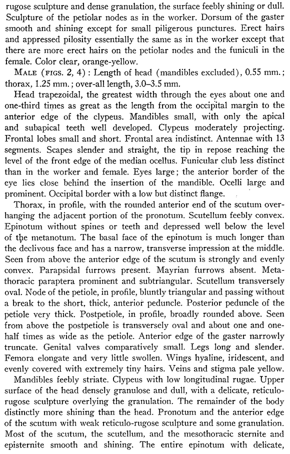 Temnothorax silvestrii description (third page)